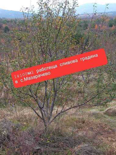 For sale - Agricultural land in Mazarachevo,  Kiustendil