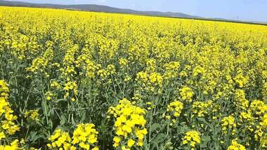 Продажба - Земеделска земя в Радецки,  Сливен