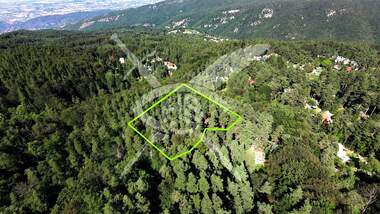 For sale - Forest in Ravnishta,  Smolian