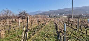 For sale - Agricultural land in Markovo,  Plovdiv