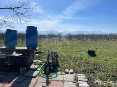 For sale - Orchard in Calapica,  Plovdiv