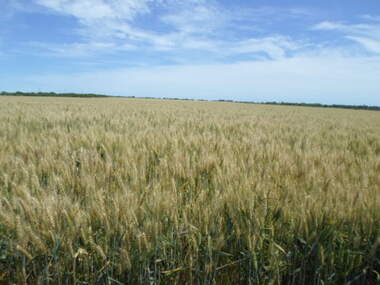 For sale - Agricultural land in Pomorie,  Burgas