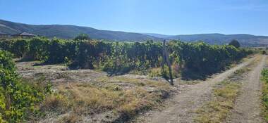 Verkauf - Weinberge in Markowo,  Plowdiw