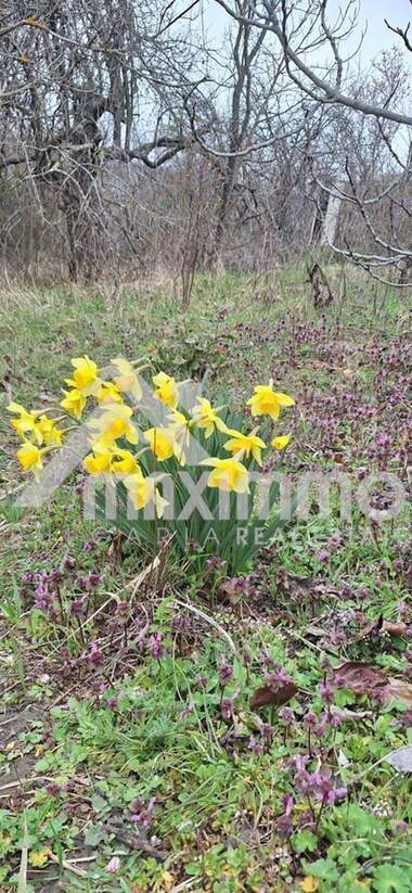 For sale - For Construction in Planova,  Varna