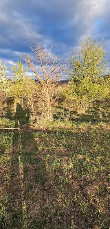 For sale - For Construction in Ravnovo,  Veliko Tyrnovo