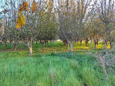 For sale - Warehouse/Storage Unit in Plachidol,  Dobrich