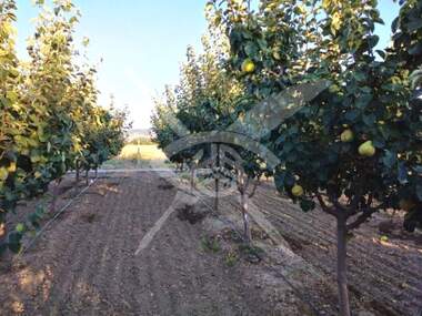 For sale - Agricultural land in Plovdiv,  Bulgaria