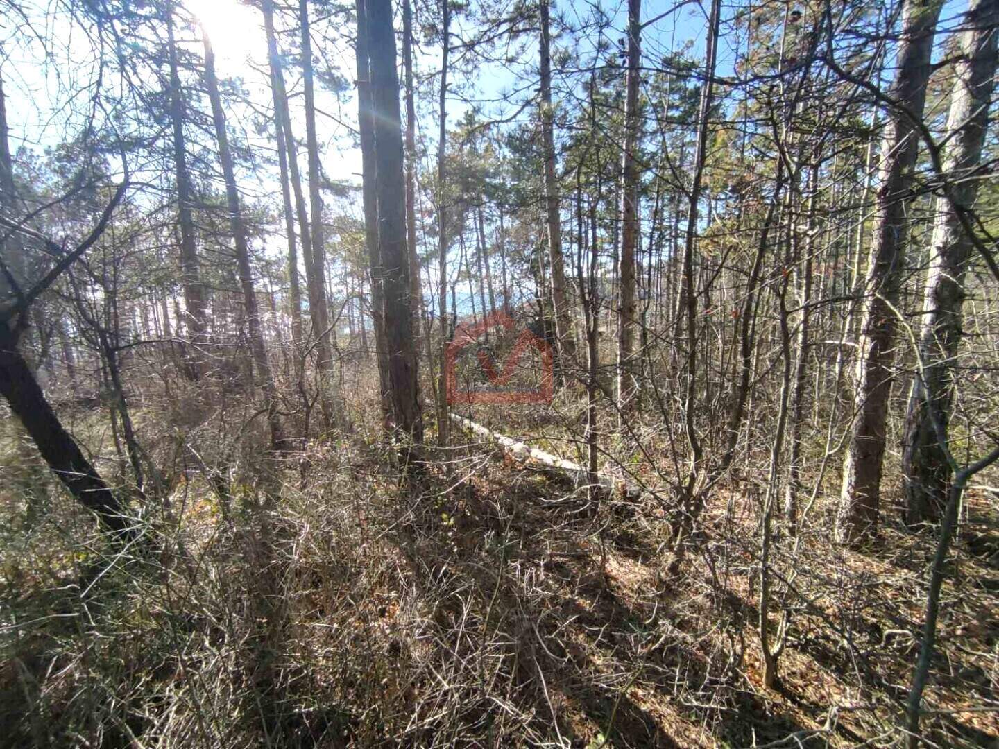 Orman olarak Vinitsa, Varna – fotoğraf 5