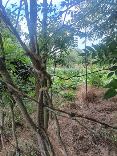 For sale - For Construction in Promishlena zona - Zapad,  Razgrad