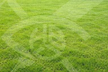 For sale - Agricultural land in Brestovica,  Plovdiv