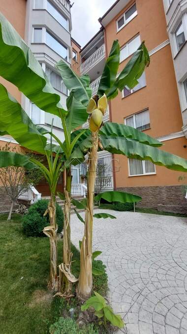 Satış - Apartman olarak Sunny Beach,  Burgas