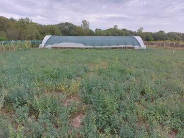 Verkauf - Landwirtschaftlich Grundstück in Straja,  Targowishte