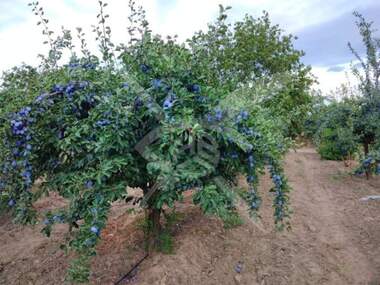 For sale - Agricultural land in Plovdiv,  Bulgaria
