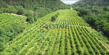 For sale - Agricultural land in Hrabrino,  Plovdiv