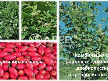 For sale - Agricultural land in Gorno Kamarci,  Sofia Oblast