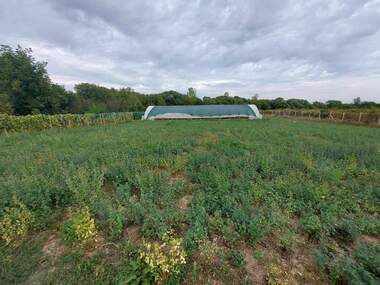 Verkauf - Landwirtschaftlich Grundstück in Straja,  Targowishte