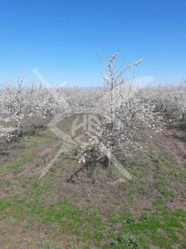 Πώληση - Οικόπεδο για κατασκευή σε Цалапица,  Пловдив