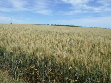For sale - Agricultural land in Pomorie,  Burgas