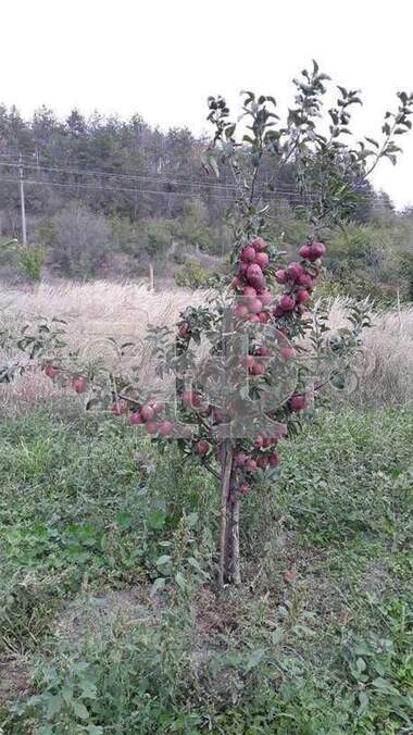 Πώληση - Σπίτι σε Припек,  Варна