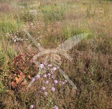 For sale - For Construction in Calapica,  Plovdiv