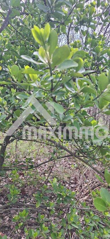 For sale - For Construction in Planova,  Varna