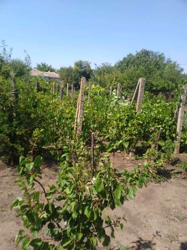For sale - House in Septemvriytsi,  Dobrich