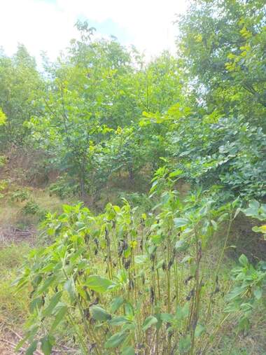 For sale - For Construction in Paskalevo,  Dobrich