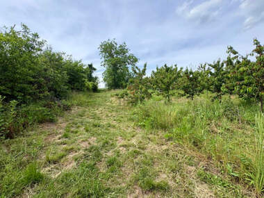 For sale - Orchard in Rusofili,  Ruse