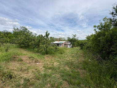 For sale - Orchard in Rusofili,  Ruse
