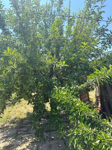 Продажба - Къща в Долни Дъбник,  Плевен