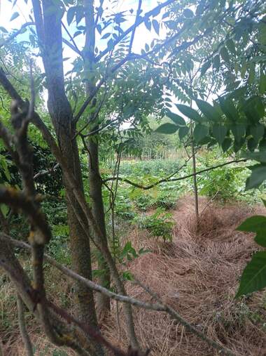 For sale - For Construction in Promishlena zona - Zapad,  Razgrad