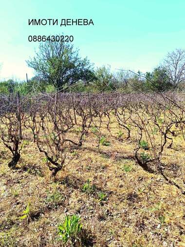 For sale - Vineyards in Gaazi baba,  Dobrich