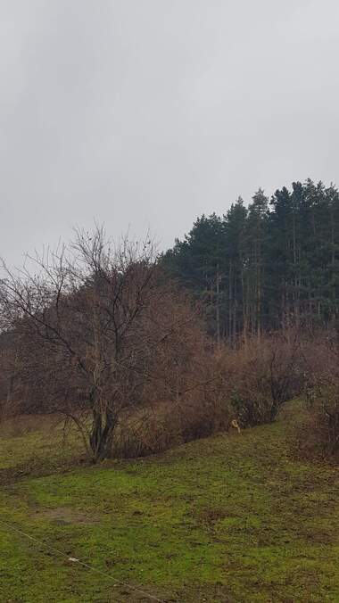 For sale - For Construction in Sapareva Bania,  Kiustendil