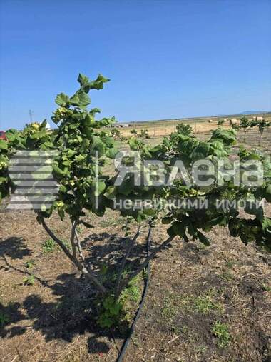 For sale - Agricultural land in Pomorie,  Burgas