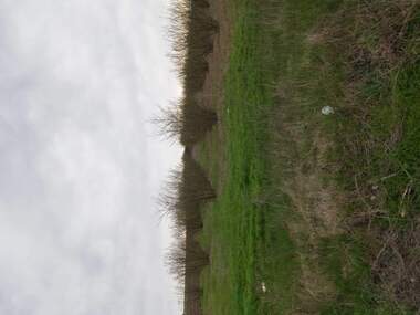 For sale - Agricultural land in Loznica,  Razgrad