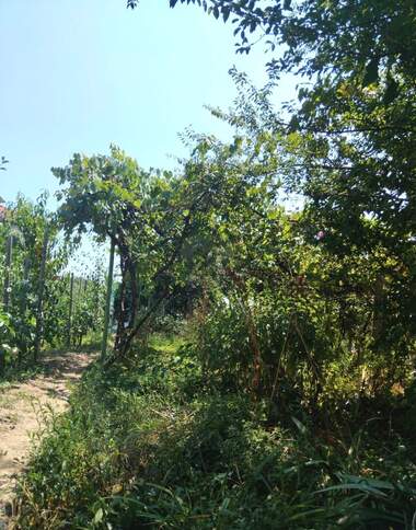 Satış - Ev olarak Buzluca,  Kiustendil
