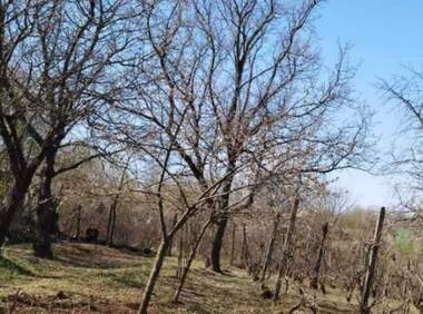 For sale - For Construction in Kaseva Cheshma,  Ruse