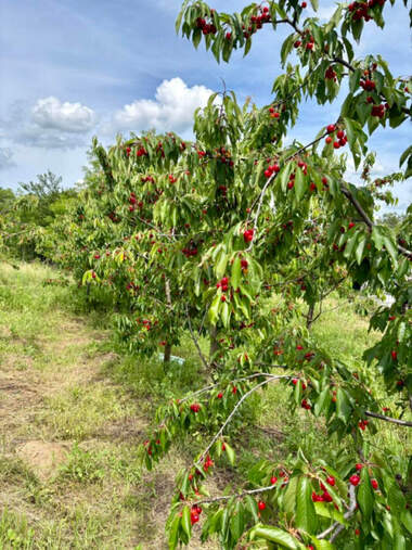 For sale - Orchard in Rusofili,  Ruse