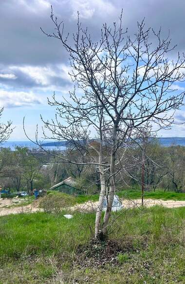 For sale - For Construction in Izgrev,  Varna