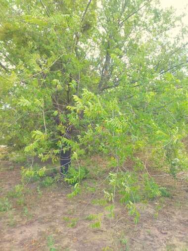 For sale - For Construction in Paskalevo,  Dobrich