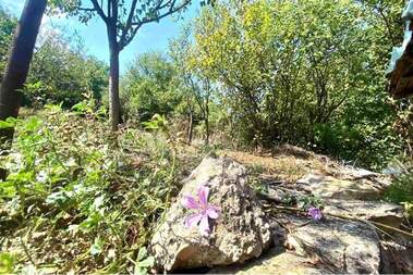 For sale - House in Ovcharovo,  Shumen