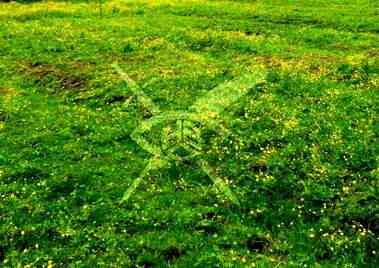 Πώληση - Οικόπεδο για κατασκευή σε Карлово,  Пловдив