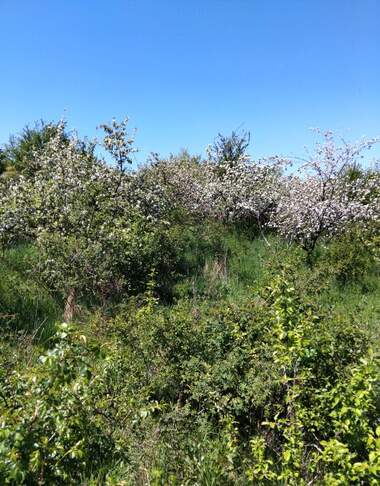 For sale - For Construction in Sapareva Bania,  Kiustendil