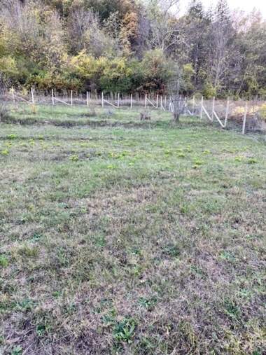 For sale - Agricultural land in Pchelishte,  Veliko Tyrnovo