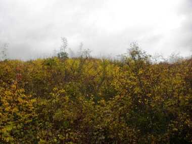 For sale - For Construction in Balchik,  Dobrich