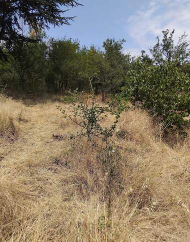 For sale - Orchard in Dupnica,  Kiustendil