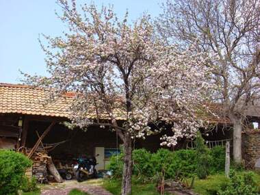 For sale - House in Velchevo,  Veliko Tyrnovo