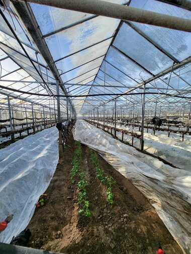 Продажба - Земеделска земя в Говедаре,  Пазарджик