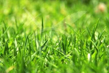 For sale - Agricultural land in Calapica,  Plovdiv