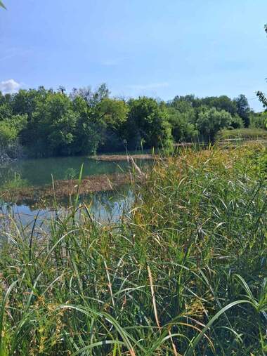 For sale - For Construction in Nevestino,  Kiustendil